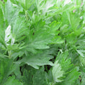 Mugwort Seeds 500+ Heirloom Artemisia vulgaris Medicinal Herb Garden Plant, Non-GMO, Free Shipping