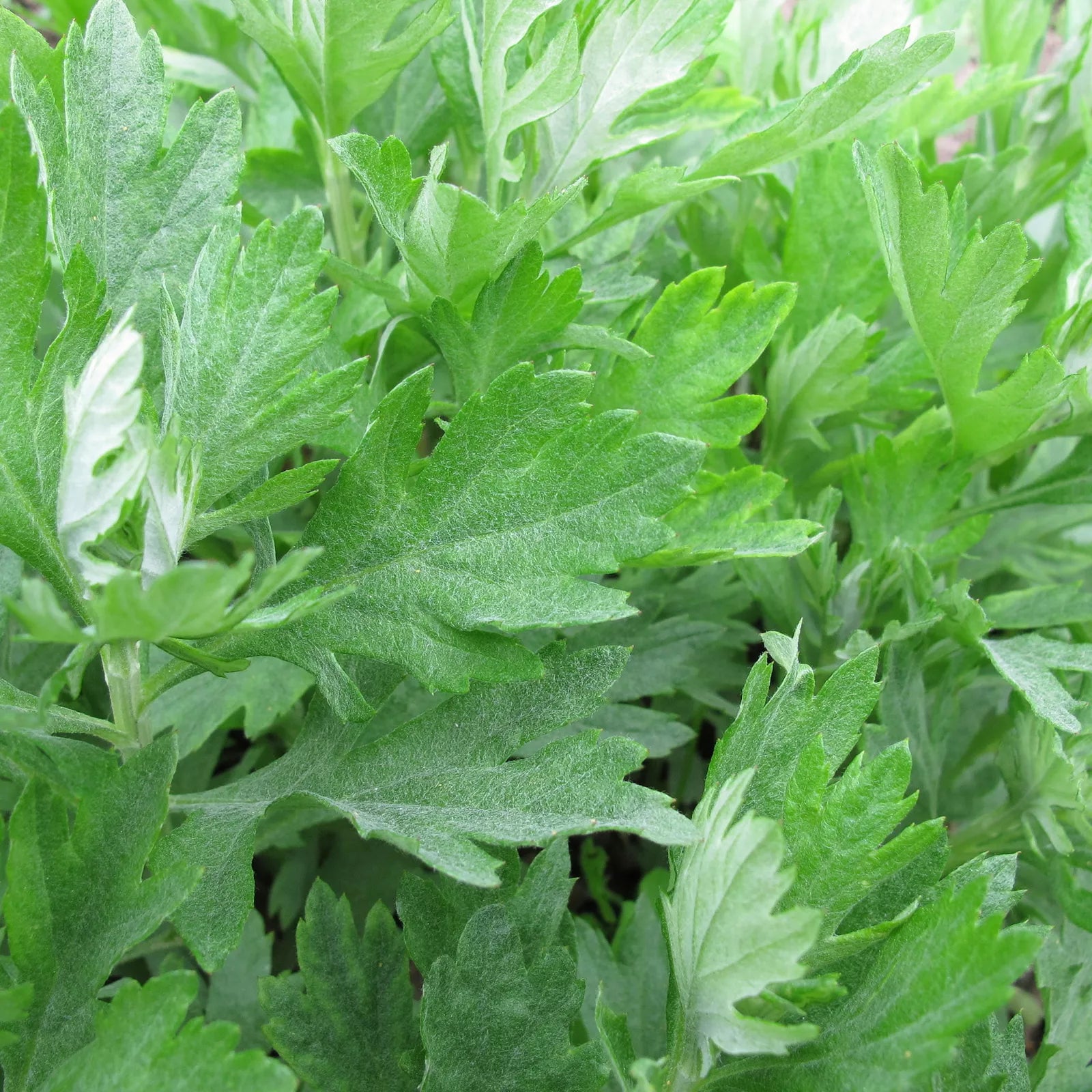 Mugwort Seeds 500+ Heirloom Artemisia vulgaris Medicinal Herb Garden Plant, Non-GMO, Free Shipping