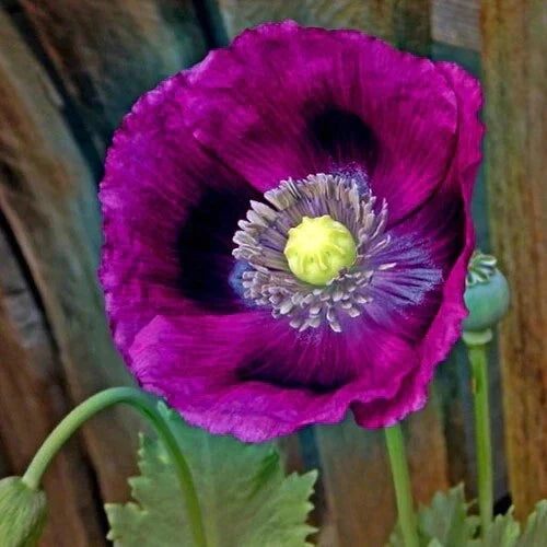 Poppy Seeds 500 Pack Lauren's Grape Purple Non-GMO Attracts Bees & Butterflies Papaver somniferum
