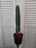XXL Peruvian Apple Cactus 41" Pot | Cereus peruvianus Green Columnar Succulent Plant