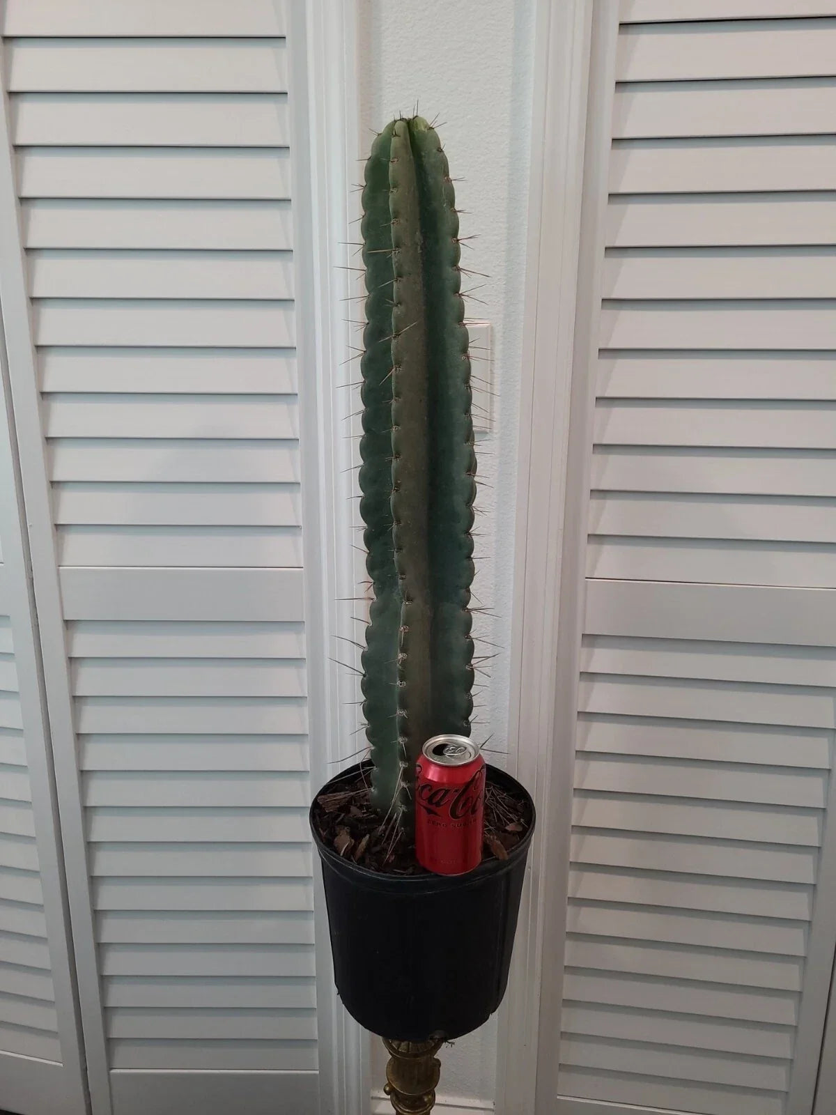 XXL Peruvian Apple Cactus 41" Pot | Cereus peruvianus Green Columnar Succulent Plant