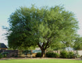 Maverick Honey Mesquite Seed Pods 10 Pack Thornless Prosopis Maverick for Planting Landscaping
