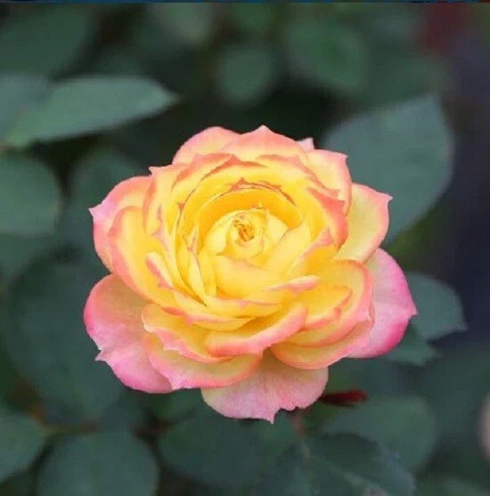 Yellow Pink Rose Seeds - Perennial Shrub for Gardens & Landscapes - Rosa spp. - Flowering Bush Seeds for Borders & Containers