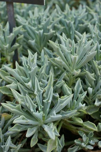 Senecio Spear Plant Cuttings 5+" Rare Succulent Kleiniformis 3X Set
