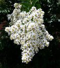 White Cape Myrtle Seeds - Lagerstroemia speciosa Perennial Flower Seeds for Landscaping and Garden Beds - 20 Pack