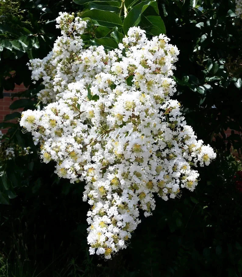 White Cape Myrtle Seeds - Lagerstroemia speciosa Perennial Flower Seeds for Landscaping and Garden Beds - 20 Pack
