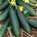 Spacemaster 80 Cucumber Seeds | Heirloom Non-GMO Cucumis sativus for Container & Small Garden Gardening Supplies