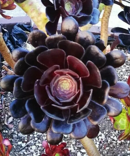 Black Rose Aeonium Cutting - Deep Dark Purple Succulent Aeonium Arboreum Zwartkopf