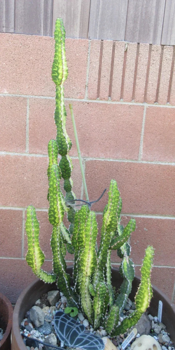 Euphorbia 'Watusi' Cutting - Rare Hybrid Succulent, 6 Inches - Unique Houseplant for Collectors