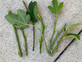 Fresh Fig Tree Cuttings - Edible Ficus carica Propagation Material for Gardeners