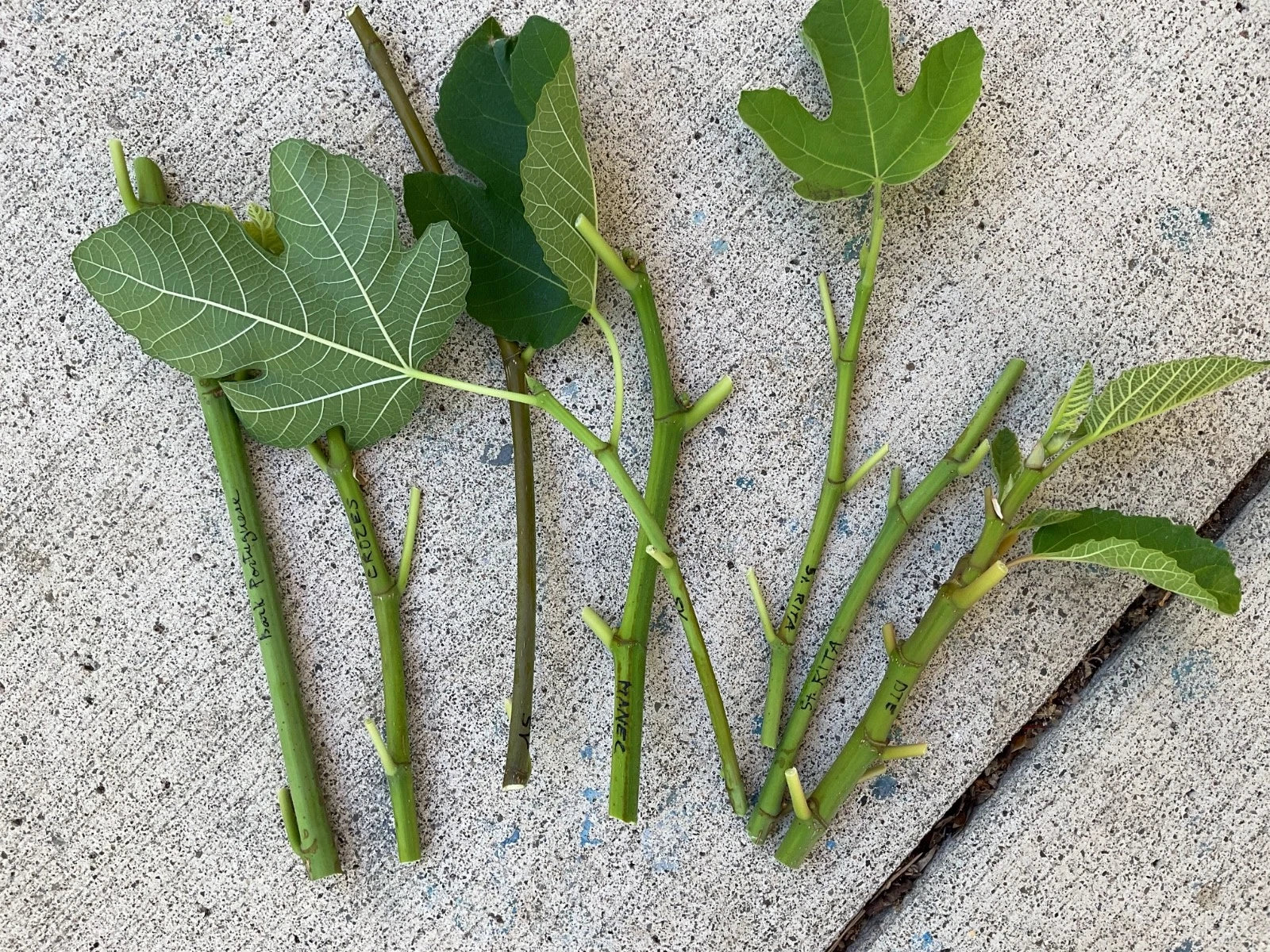 Fresh Fig Tree Cuttings - Edible Ficus carica Propagation Material for Gardeners