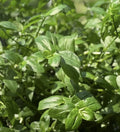 Rooted Wandering Jew Plant - Tradescantia Fluminensis - Green Variegated Indoor Plant in 4-Inch Pot