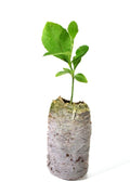 Meyer Lemon Tree Plant - Organic Non-GMO Citrus × meyeri Indoor/Outdoor Starter Plant 5''-10''