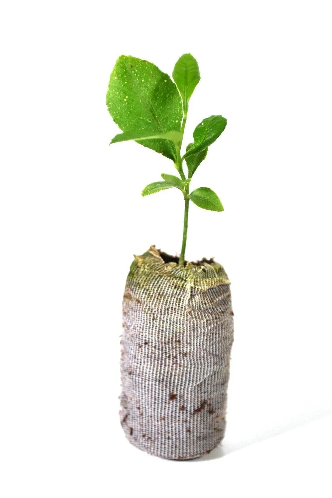Meyer Lemon Tree Plant - Organic Non-GMO Citrus × meyeri Indoor/Outdoor Starter Plant 5''-10''