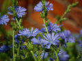 Wildflower Seeds Pack - 2,000 Seeds Colorful Mix Native Wildflower Blend for Garden Pollinator Attracting