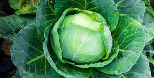 Brunswick Cabbage Seeds - Organic Brassica oleracea Vegetable Seeds for Home Gardening, Pack of 100