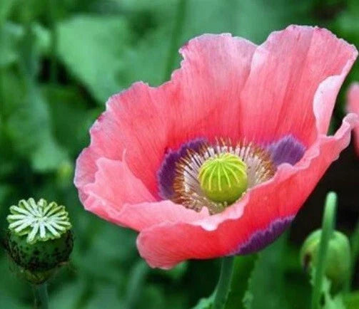 Bulk Rattle Poppy Seeds - 10,000 Papaver somniferum Flower Seeds for Garden Planting, Vibrant Large Blooms, Wildflower Meadow