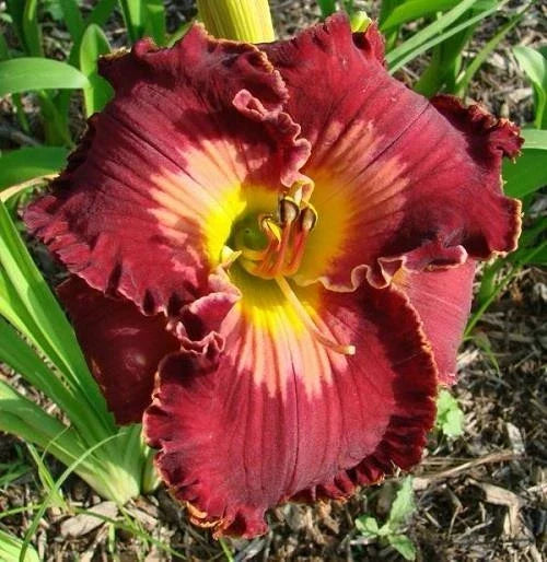Daylily Live Plant - Spacecoast Velvet Valentine - Perennial Flowering Hemerocallis, Red with Yellow Throat, Clumping, 1-Gallon Pot
