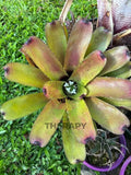 Bromeliad Plant - Neoregelia 'Carcharodon Silver x Domino' - Indoor Houseplant for Decor - 4-Inch Pot