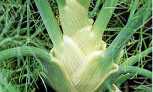 Fennel Seeds Pack – Florence Heirloom Variety Foeniculum vulgare dulce for Culinary Use, 25+ Seeds