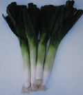 Leek Seeds – Large American Flag Variety – 150 Seeds – Sweet Flavor – Allium ampeloprasum