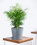 15 Seeds Parlor Palm Chamaedorea elegans Indoor House Plant Seed Pack