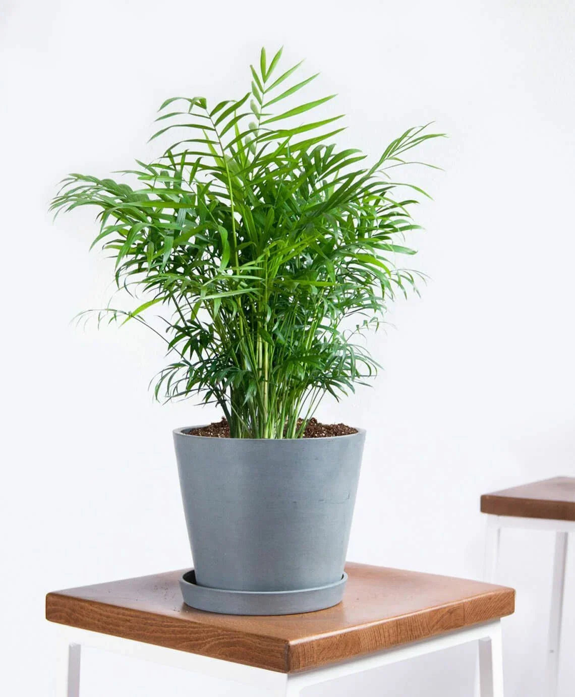 15 Seeds Parlor Palm Chamaedorea elegans Indoor House Plant Seed Pack