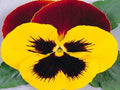 Pansy Seeds 50 Count - Massive Yellow Tricolor Viola tricolor for Garden Beds & Containers