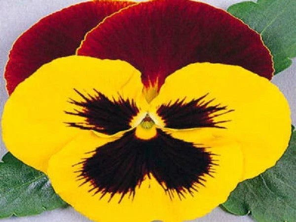 Pansy Seeds 50 Count - Massive Yellow Tricolor Viola tricolor for Garden Beds & Containers