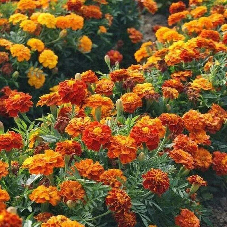 French Marigold Seeds - Dwarf Tagetes patula SPARKY MIX, 300 Non-GMO Seeds for Containers & Gardens