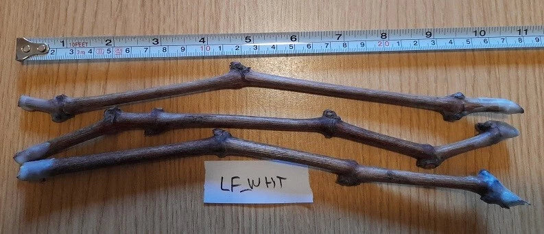 Grape Vine Cuttings - Ladyfingers White Variety - 3 Plant Cuttings - Vitis vinifera for Home Garden & Vineyard