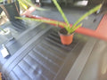 Baby Sansevieria cylindrica Snake Plant - African Spear Indoor Houseplant, Low Light, Air Purifying, Small Pot