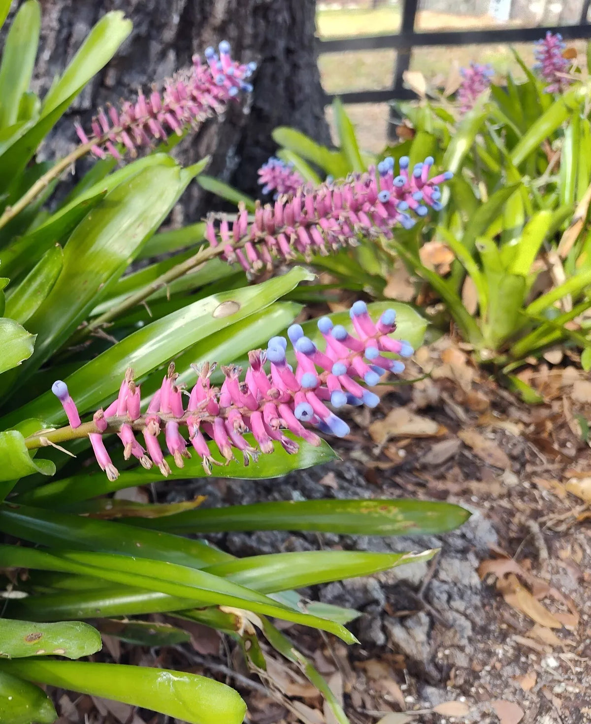 Matchstick Bromeliad Plant 8-10 Inches Aechmea Gamosepala, Indoor or Outdoor, Bright Indirect Sunlight, Drought Tolerant