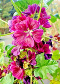 Red Malva Sylvestris var Mauritiana Rosea Seeds - 50 Pack, Garden Flower, Pink Blooms, Malva sylvestris, Mallow Plant