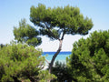 Aleppo Pine Seeds 20 Pack | Jerusalem Pine, Pinus halepensis, Drought-Tolerant, Conical Shape, Landscape & Reforestation