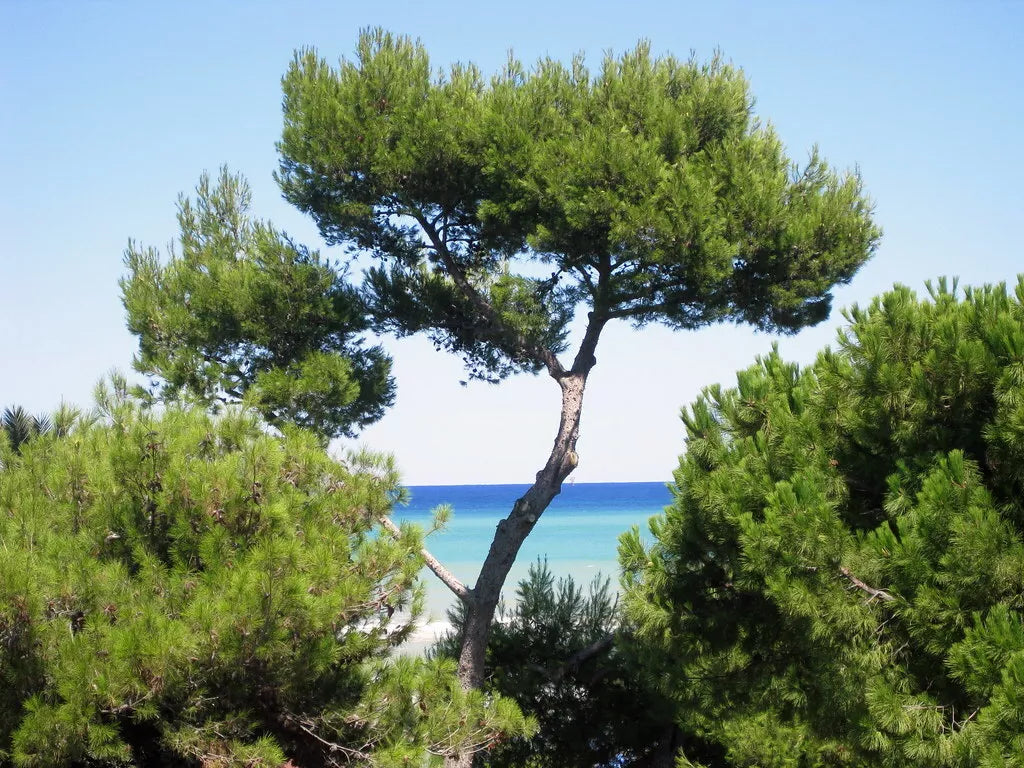 Aleppo Pine Seeds 20 Pack | Jerusalem Pine, Pinus halepensis, Drought-Tolerant, Conical Shape, Landscape & Reforestation