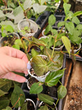 Philodendron Micans Live Plant in 2-Inch Pot, Trailing Velvet Leaf, Indoor Houseplant, Philodendron hederaceum var. micans