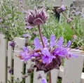 San Luis Purple Sage Seeds - Salvia Leucophylla - Native Herb, Drought-Tolerant, Pollinator Attracting, 100+ Seeds for Xeriscaping
