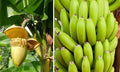 Cold Hardy Banana Tree Starter Plant - Musa basjoo, Small Rooted Live Plant, 3-12 Inches Tall, Tropical, Clumping, Hardy Zone 5-10