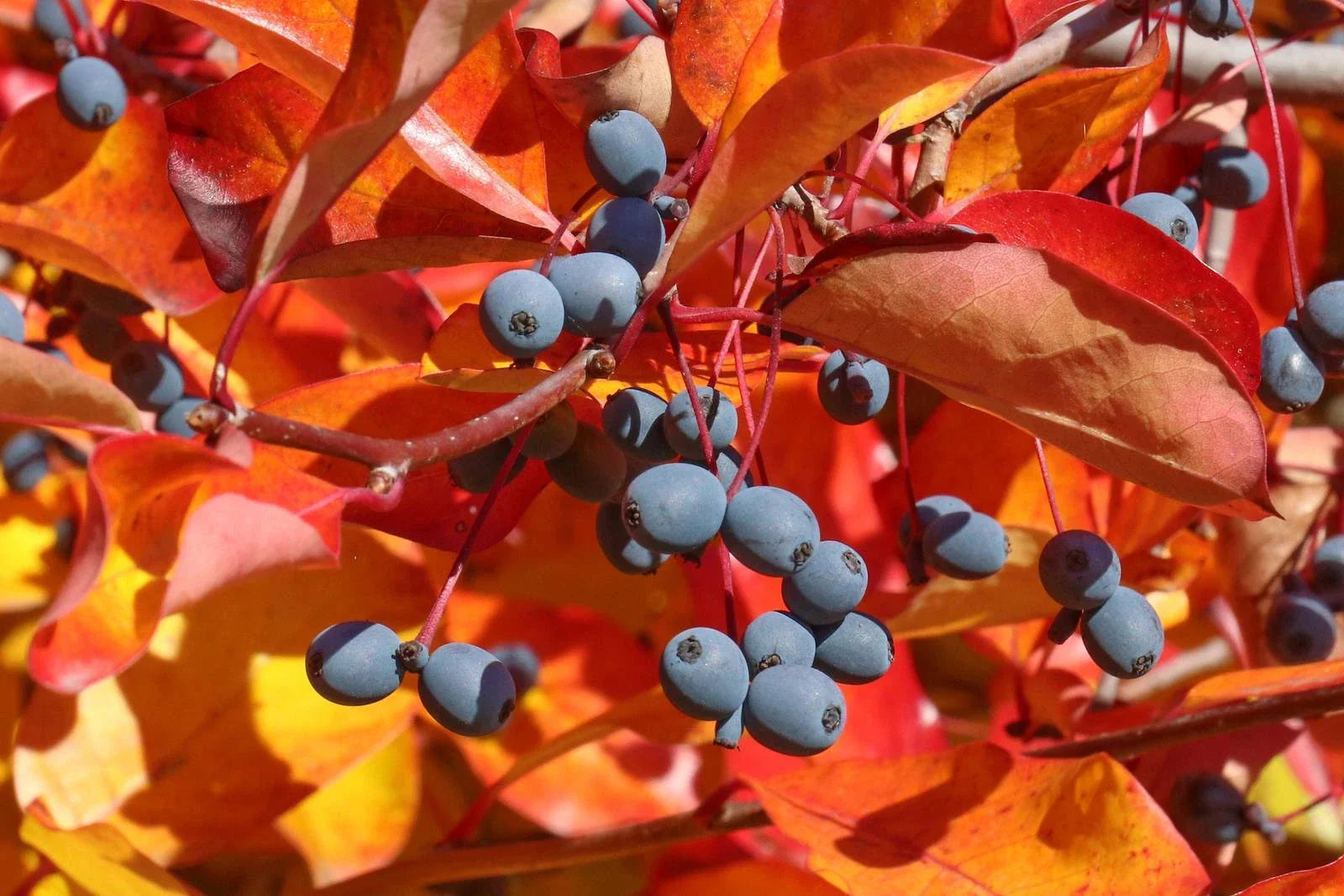 Black Tupelo Gum Tree Seeds - Edible Fruits, Nyssa sylvatica, 10-100 Seeds, Deciduous Tree for Landscaping and Wildlife