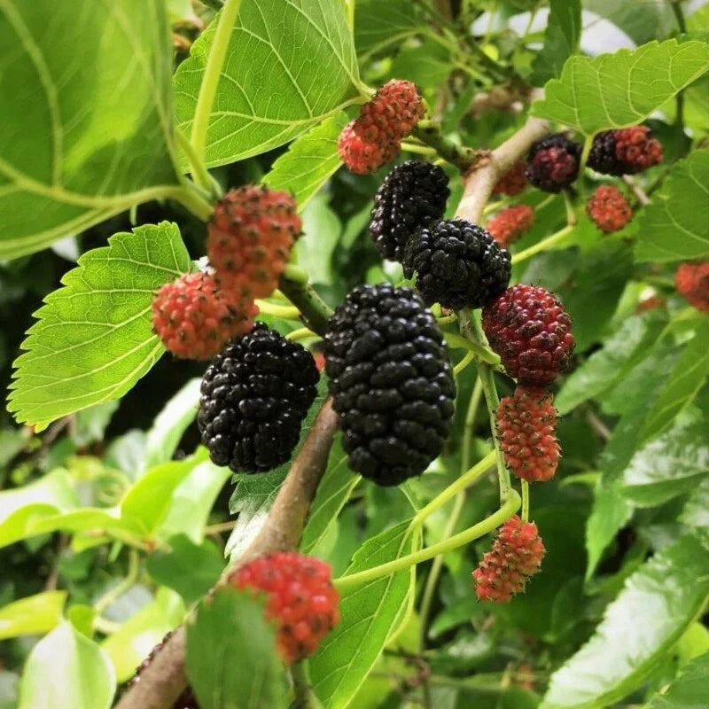 Live Mulberry Tree Plant | 1-Year-Old Well-Rooted Morus nigra | Fast-Growing Fruit Tree for Garden