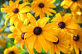 Black Eyed Susan Seeds - Heirloom Non-GMO Perennial Rudbeckia Flowers