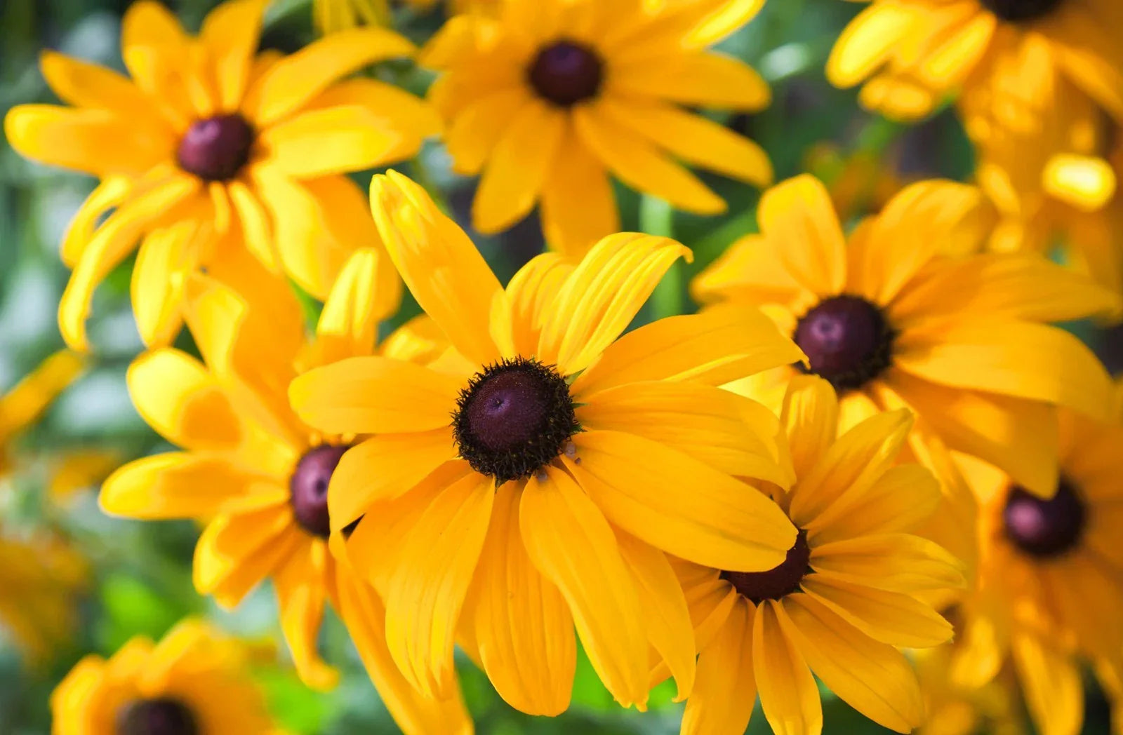 Black Eyed Susan Seeds - Heirloom Non-GMO Perennial Rudbeckia Flowers