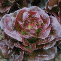 Romaine Cimarron Lettuce Seeds – Heirloom Red Leaf, Organic, Non-GMO, 600+ Seeds for Salad Gardens, Easy to Grow, Vegetable Seeds