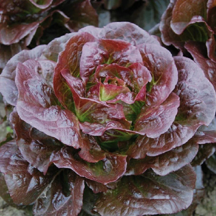 Romaine Cimarron Lettuce Seeds – Heirloom Red Leaf, Organic, Non-GMO, 600+ Seeds for Salad Gardens, Easy to Grow, Vegetable Seeds