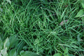 Garlic Chives Roots 6 lbs Allium tuberosuméŸ­èœ, ãƒ‹ãƒ©, ë¶€ì¶” - Fresh Culinary Herb for Cooking and Gardening