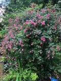 Seven Sisters Vining Rose Cuttings 6-8" Climbing Plant Rosa multiflora Garden Decor