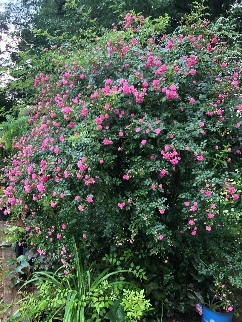 Seven Sisters Vining Rose Cuttings 6-8" Climbing Plant Rosa multiflora Garden Decor