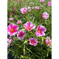 Pinky Star Portulaca Grandiflora Succulent Cuttings - Colorful Ground Cover Plant for Full Sun Gardens
