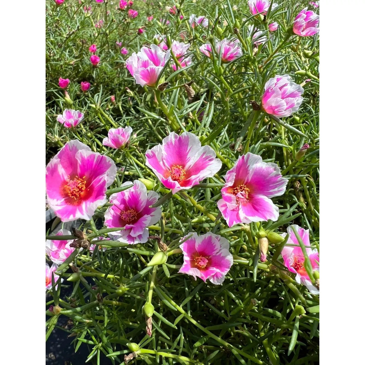 Pinky Star Portulaca Grandiflora Succulent Cuttings - Colorful Ground Cover Plant for Full Sun Gardens